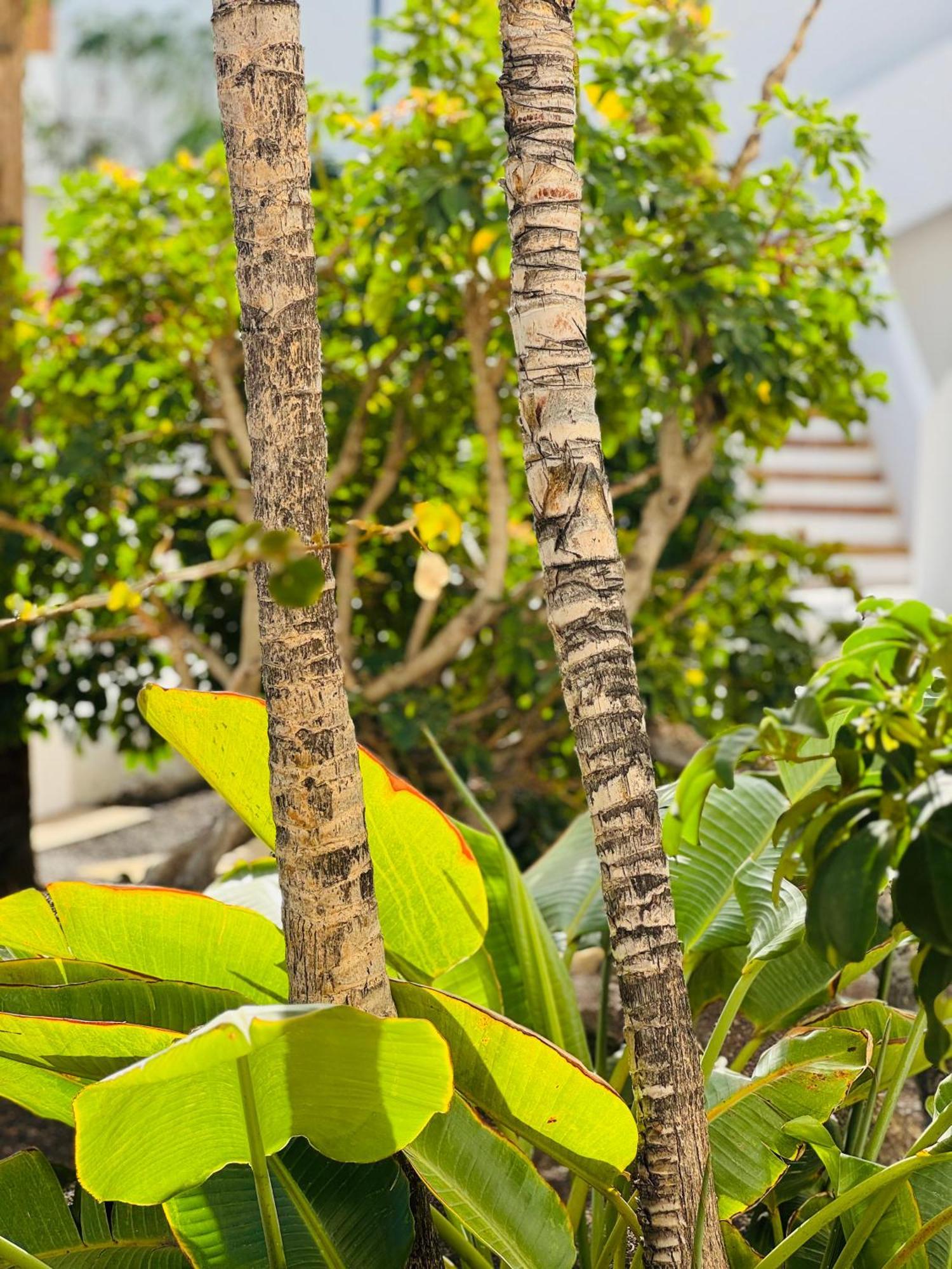 Apartamento Garden Private Costa Adeje *