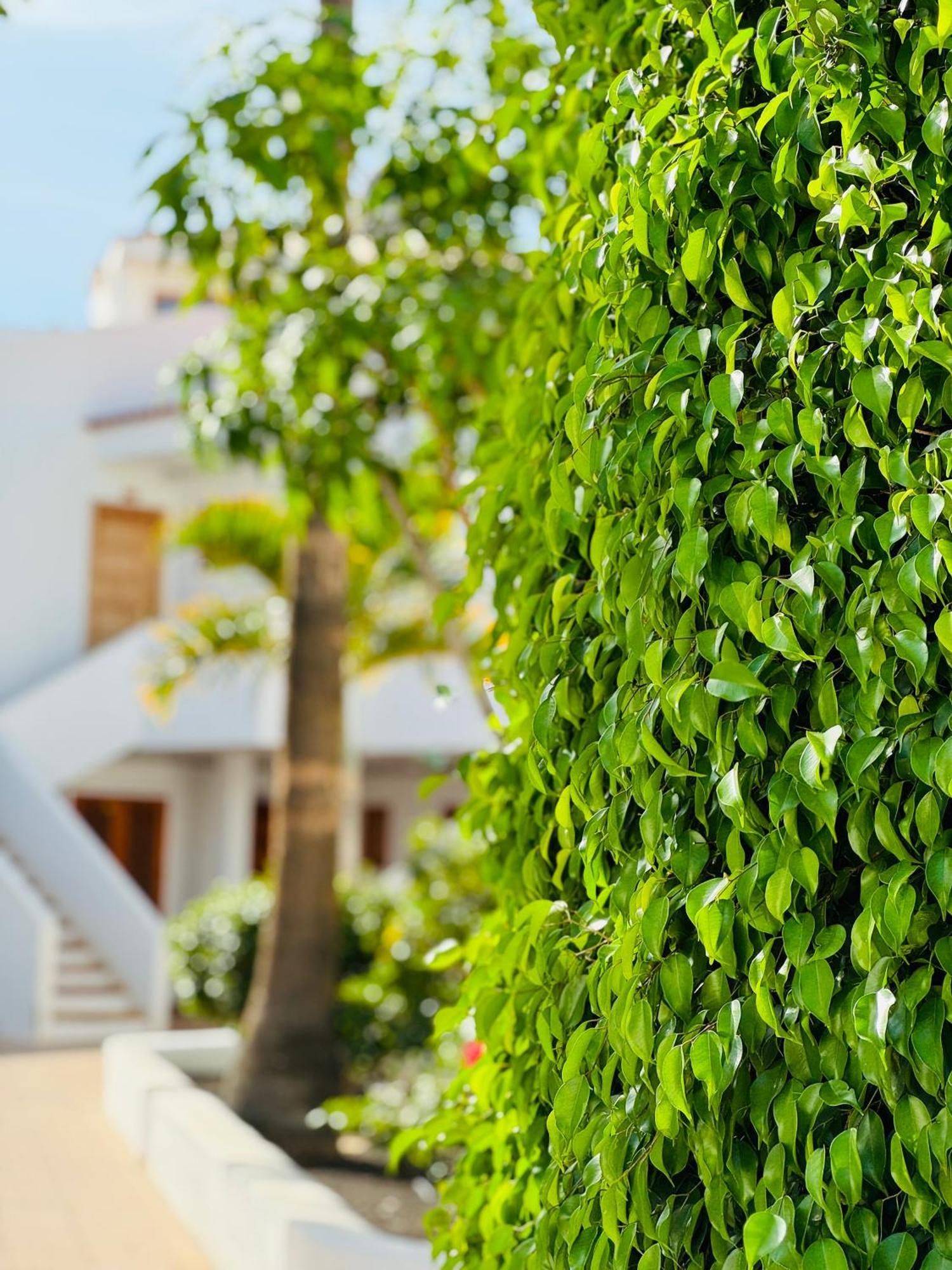 Garden Private Costa Adeje Apartment